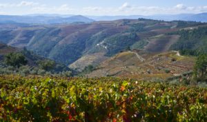 vineyards to the horizon, Douro Valley, Portugal vineyards to the horizon, Douro Valley, Portugal